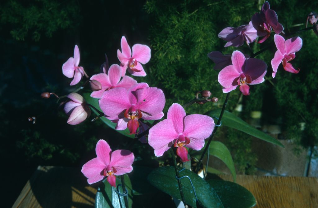 Doritaenopsis Susanna Lee, January 1973, roll 197301H7 slide 13