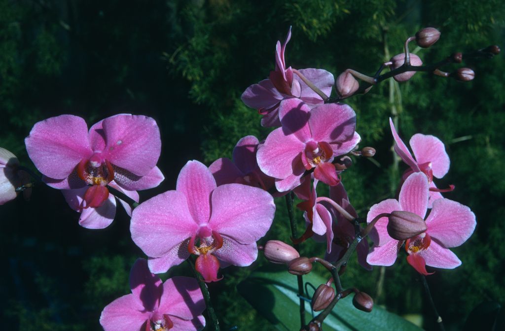 Doritaenopsis Susanna Lee, January 1973, roll 197301H7 slide 14