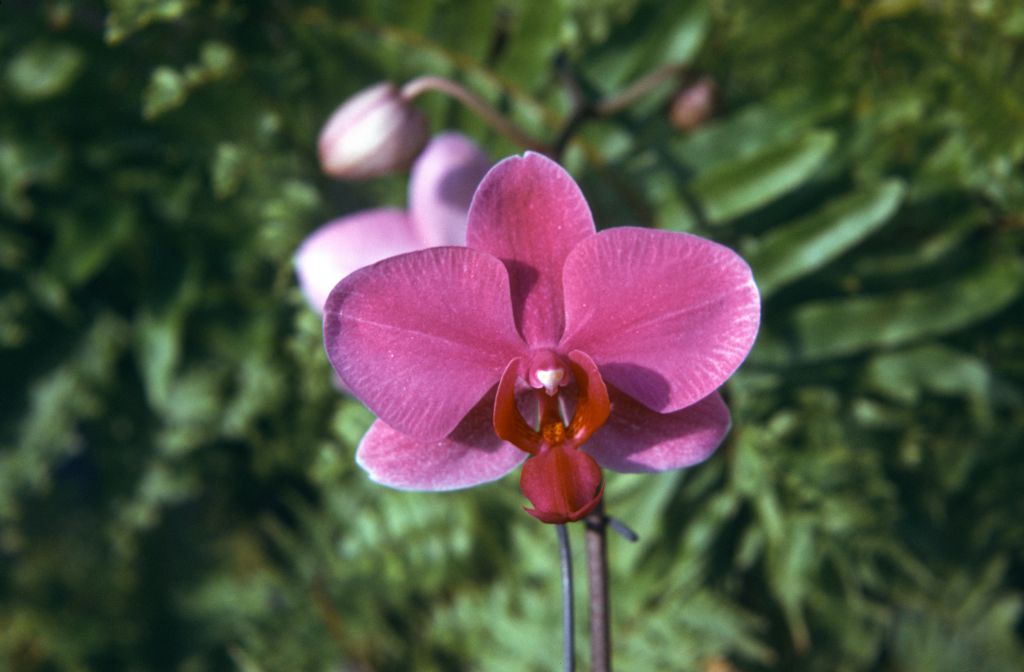 Doritaenopsis Susanna Lee, May 1974, roll 197405H7 slide 3