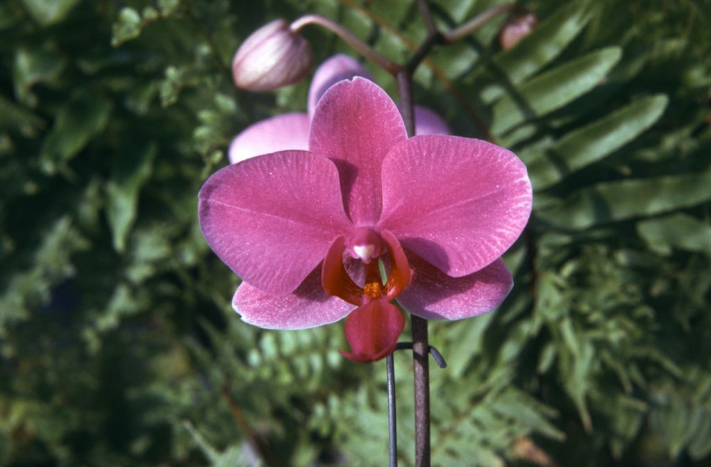 Doritaenopsis Susanna Lee, May 1974, roll 197405H7 slide 4