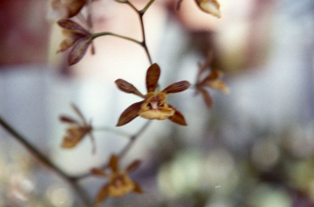 Epidendrum gracilis, March 1963, roll 196303R, slides not numbered