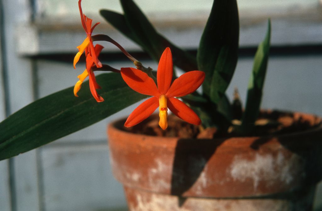 Epidendrum vitellinum, May 1964, roll 196405H slide 20