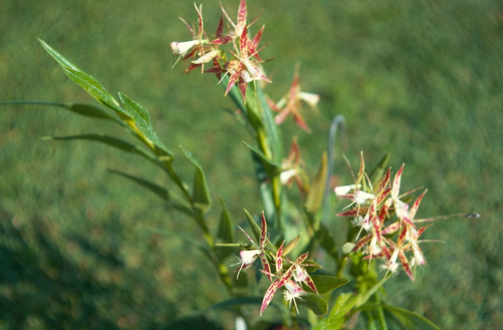 Epidendrum criniferum, December 1970, roll 197012H7 slide 17