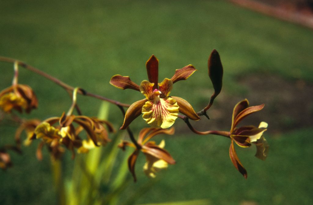 Epidendrum bahamensis [identity appears incorrect], August 1972, roll 197208H1 slide 14