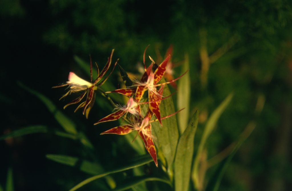 Epidendrum criniferum, January 1973, roll 197301 slide 19