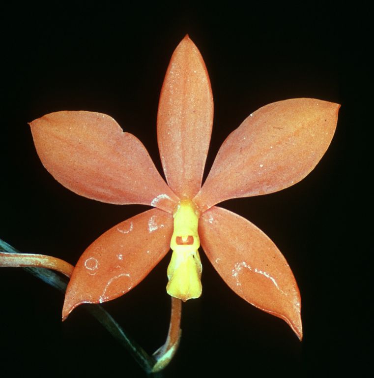 Epidendrum vitellinum, Program 4 slide 13, duplicate slide made in November 1966