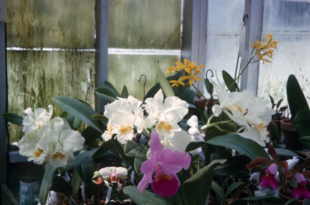 Greenhouse view, June 1963, roll 196306H slide 5