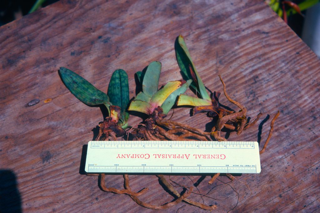 Group of imported plants, Paphiopedilum philippinense. ciliolare. and Phalaenopsis mariae, July 1974, roll 197407H4 slide 10, received in poor condition / fr / Javier