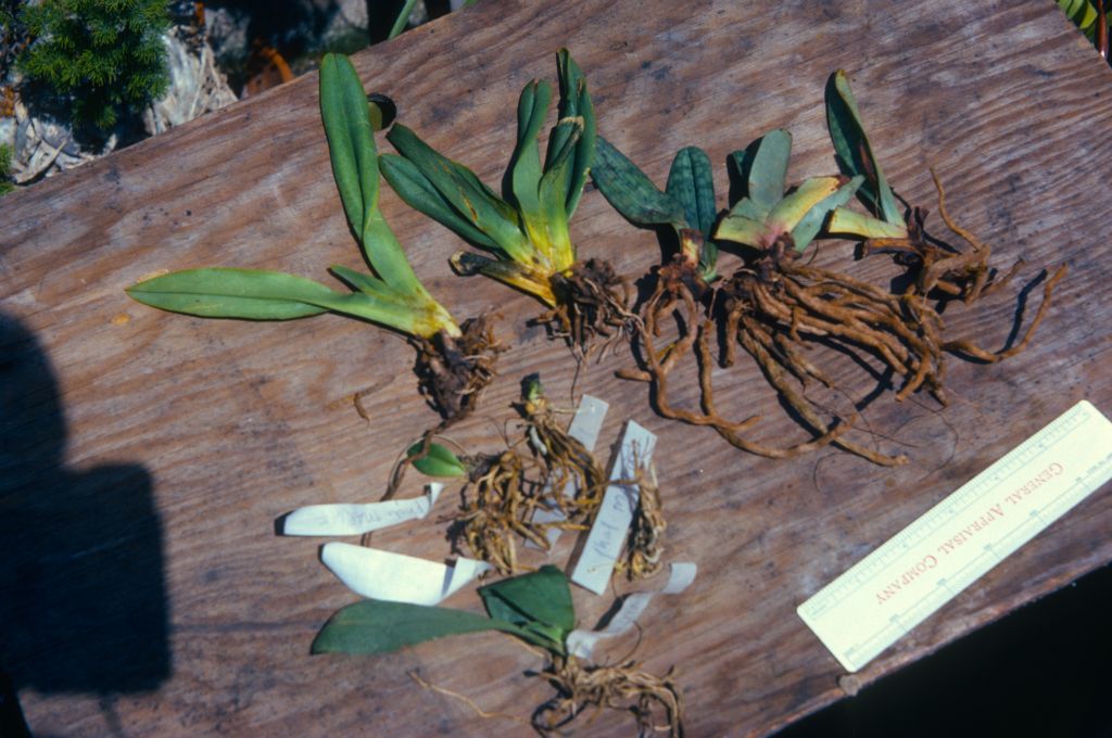 Group of imported plants, Paphiopedilum philippinense. ciliolare, and Phalaenopsis mariae, July 1974, roll 197407H4 slide 11, received in poor condition / fr / Javier