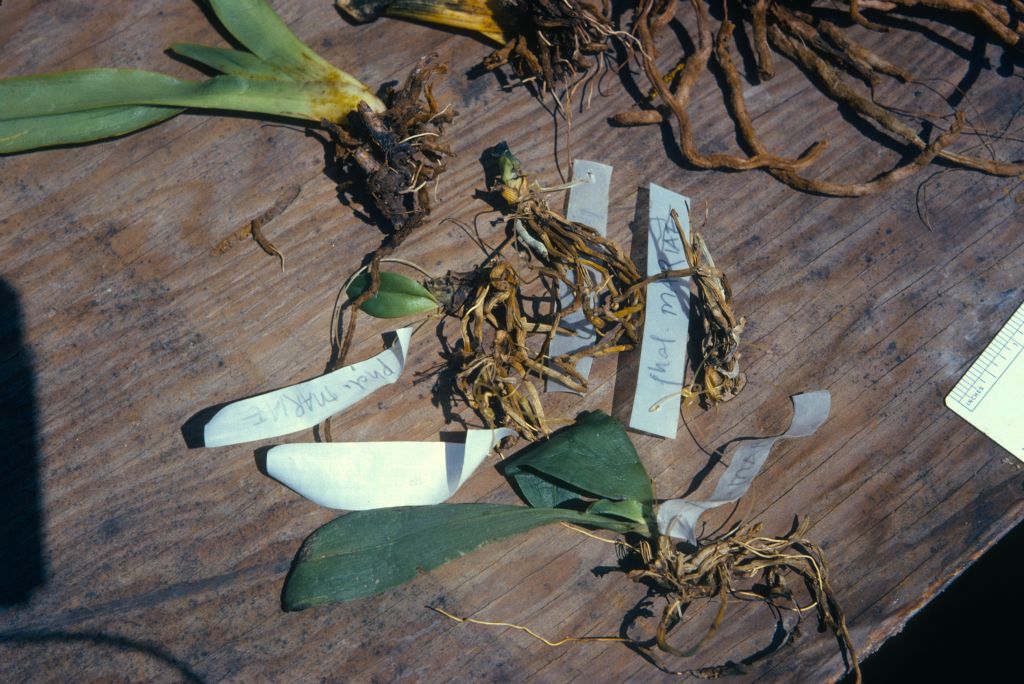 Group of imported plants, Paphiopedilum philippinense. ciliolare, and Phalaenopsis mariae, July 1974, roll 197407H4 slide 12, received in poor condition / fr / Javier