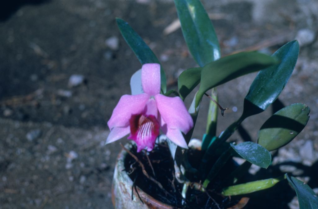 Laelia pumila dayana, October 1962, roll 196210H slide 27