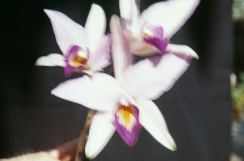 Laelia anceps, March 1963, roll 196303R, slides not numbered
