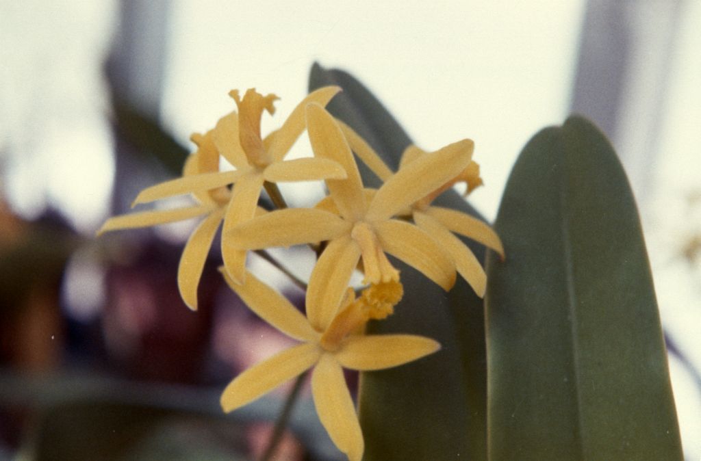 Laelia flava, March 1963, roll 196303R, slides not numbered