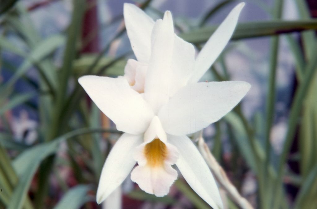 Laelia anceps 'Baer's', June 1963, roll 196306H slide 3