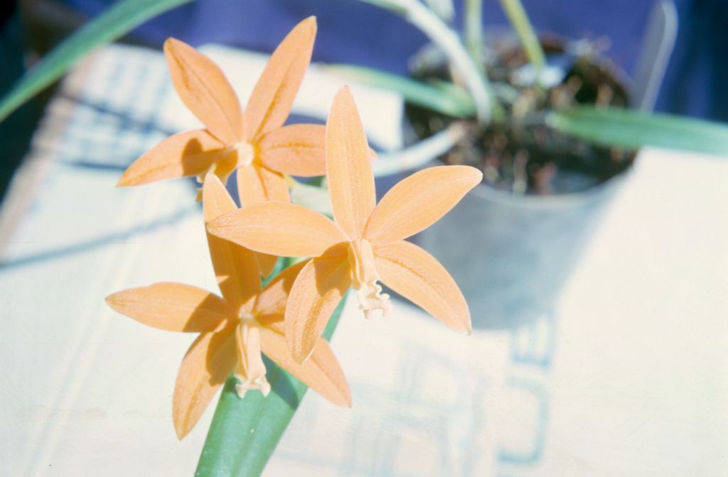 Laelia harpophylla 'Blue Ribbon', August 1965, roll 196508H slide 1