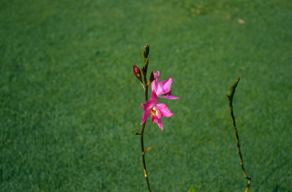 Laelia gouldiana, November 1970, roll 197011H4 slide 17
