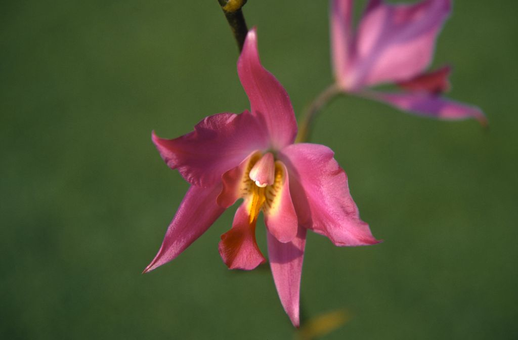 Laelia gouldiana, November 1970, roll 197011H4 slide 18