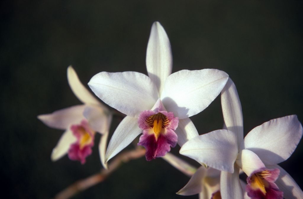Laelia anceps veitchiana, December 1970, roll 197012H6 slide 1