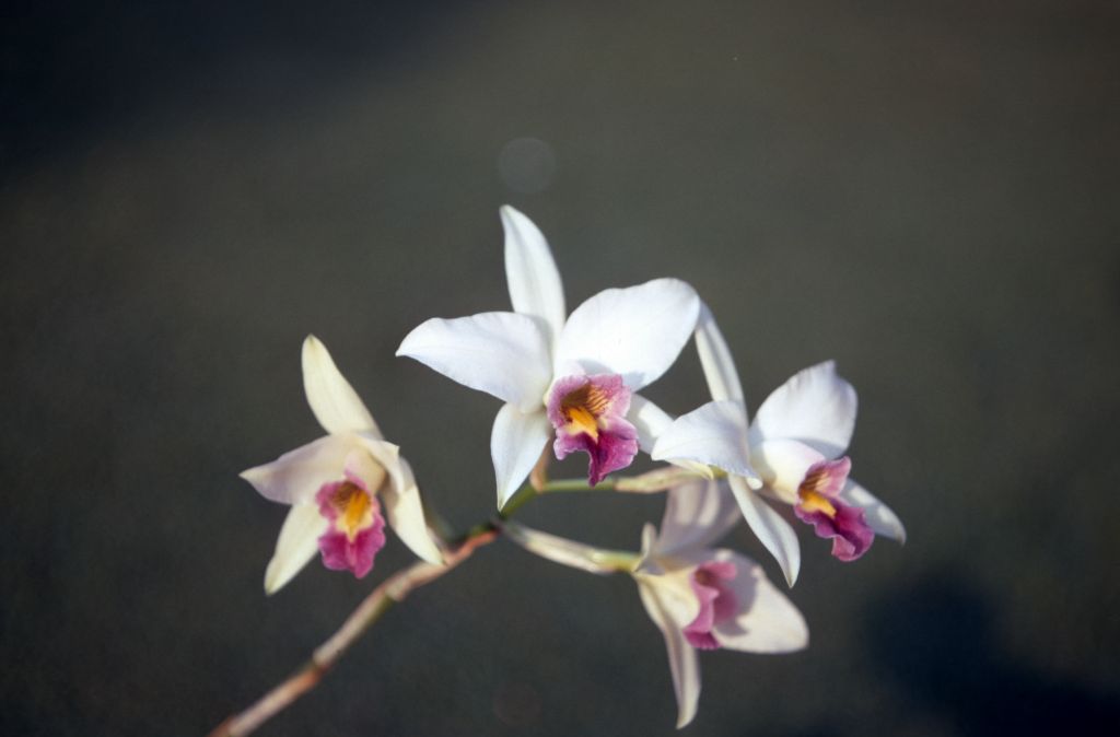 Laelia anceps veitchiana, December 1970, roll 197012H6 slide 2