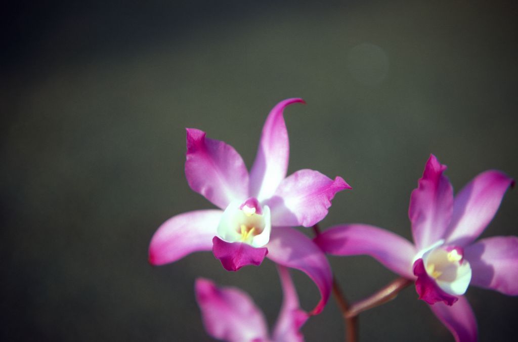 Laelia anceps roeblingiana (label is incorrect, as the variety roeblingiana is strongly peloric; without a view of the plant itself, this form could equally well be L. autumnalis rather than anceps), December 1970, roll 197012H6 slide 3