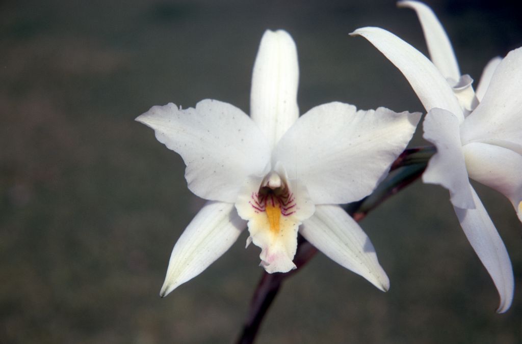 Laelia anceps 'Oaxaqueña', March 1971, roll 197103H7 slide 10