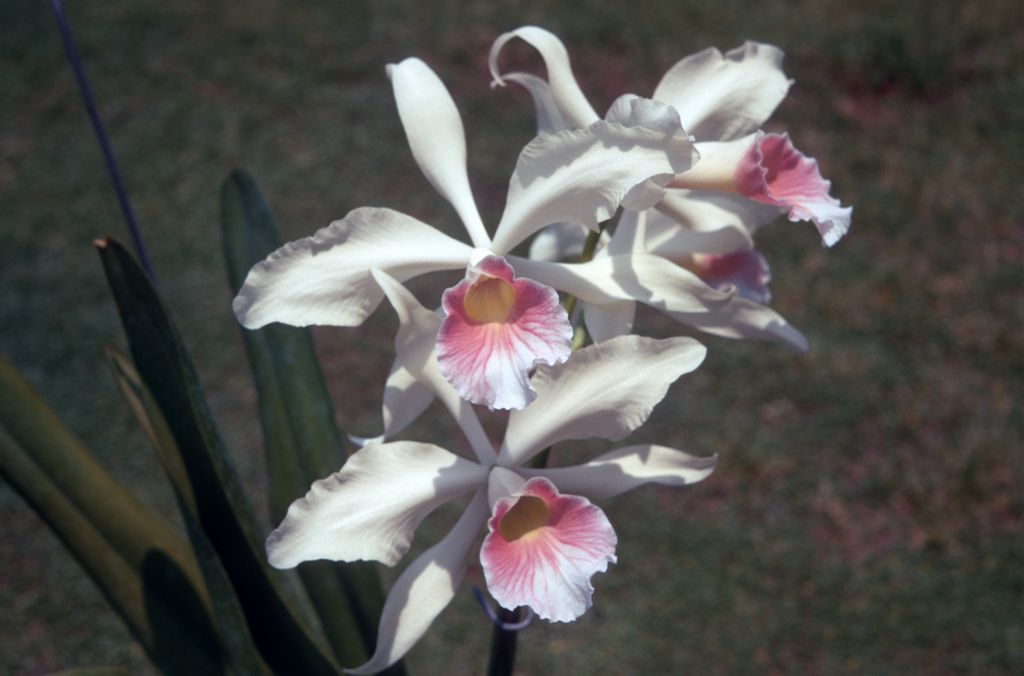 Laelia purpurata carnea, August 1971, roll 197108H3 slide 10
