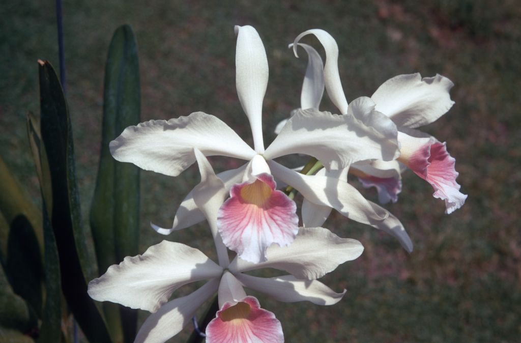 Laelia purpurata carnea, August 1971, roll 197108H3 slide 9