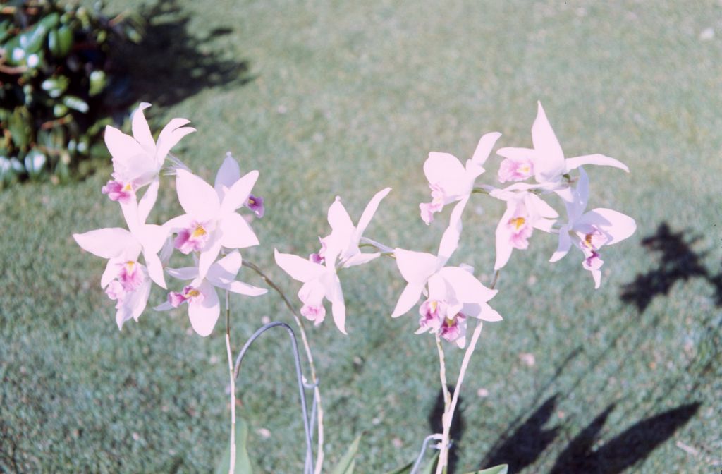 Laelia anceps veitchiana, December 1971, roll 197112H4 slide 20