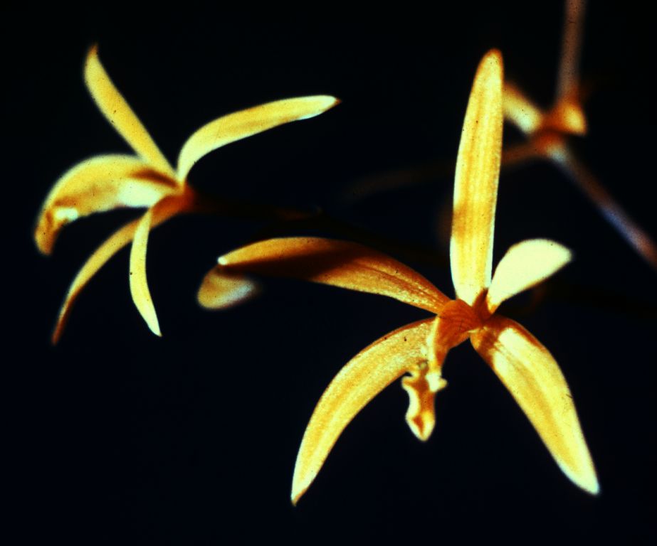Laelia cinnabarina, Program 4 slide 11, duplicate slide made in November 1966