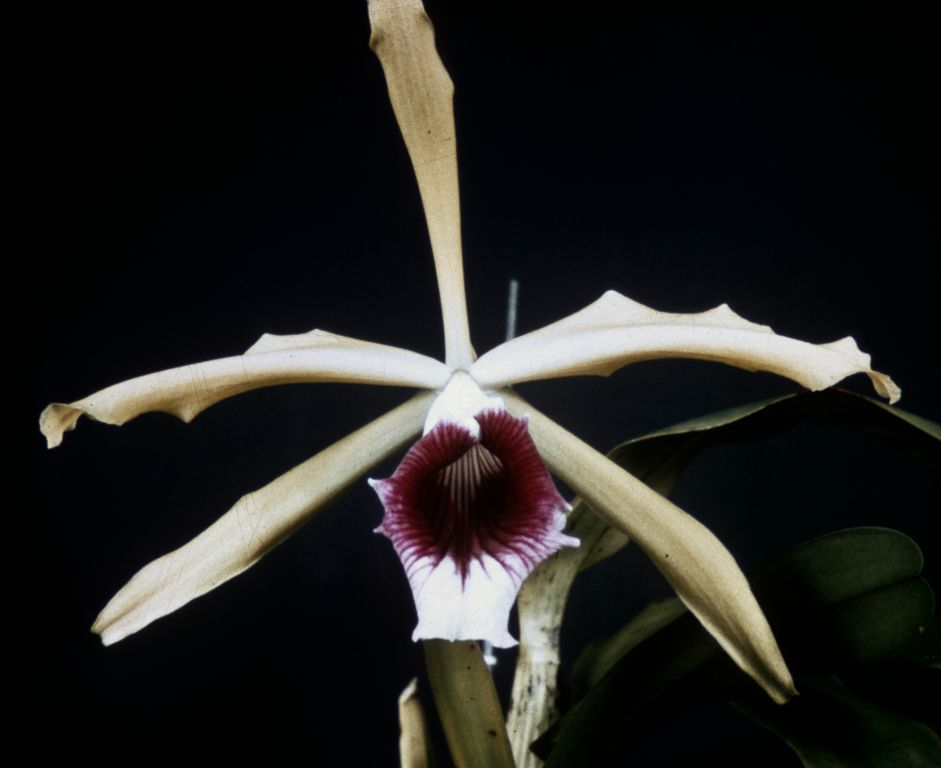 Laelia tenebrosa 'Walton Grange', Program 4 slide 8, no date on slide.  The color on this image has faded, a Long Beach award photo from 1987 shows the tepals as intense yellow-green, described as "sepals bright, medium cadmium-yellow; petals medium lemon-yellow".
