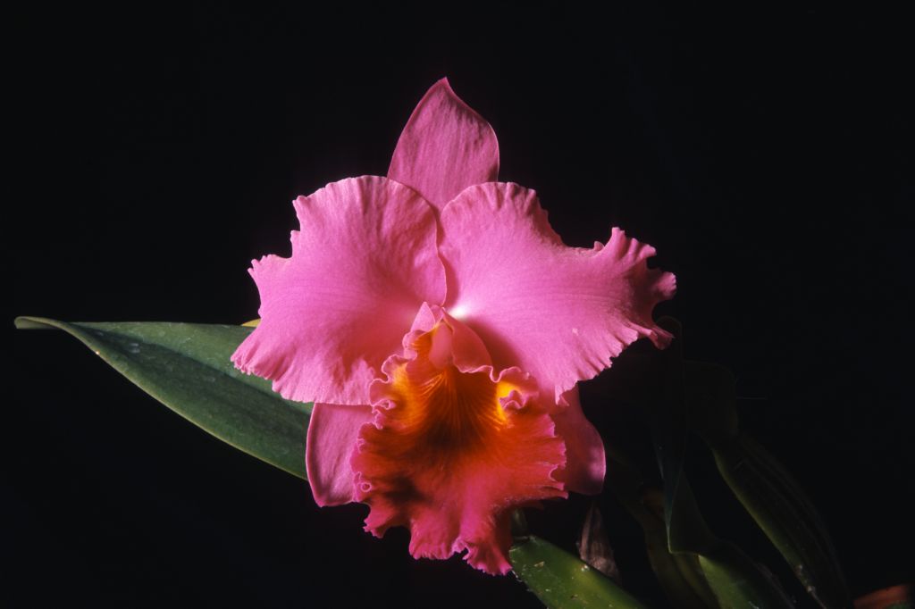 Lc. Nerthus 'Warrior', January 1964, roll 196401H slide 6