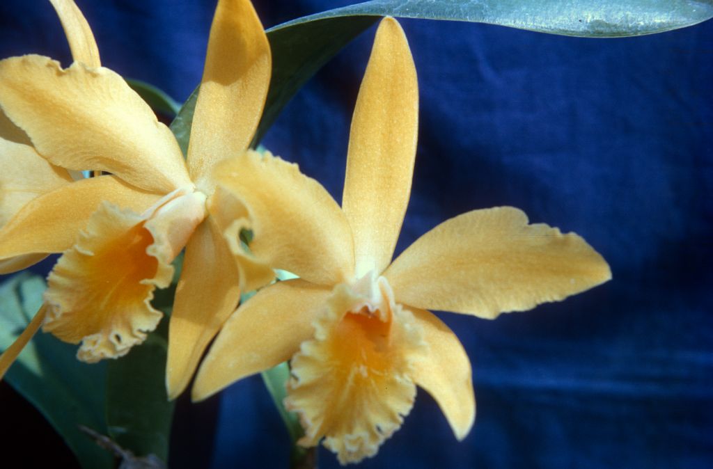 Lc. Pacific Gold 'Golden Fleece', February 1965, roll 196502H slide 20