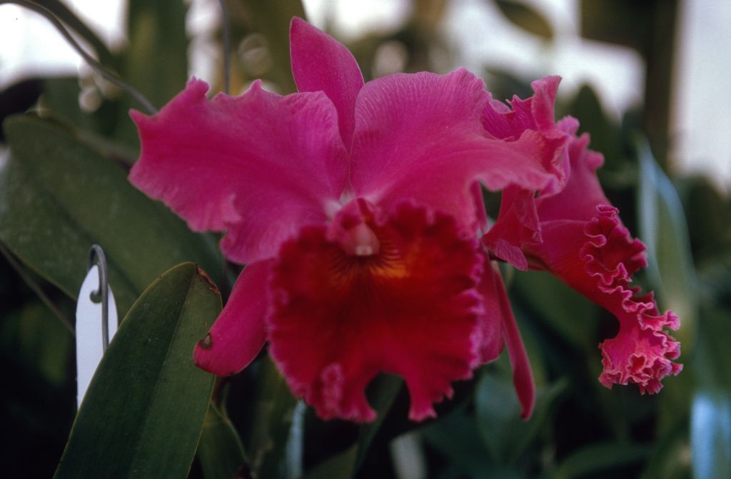 Lc. Dee Dee 'Imogene', January 1966, roll 196601H6 slide 10