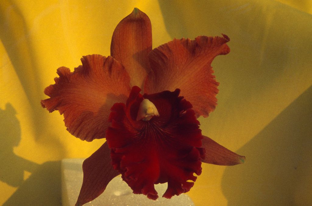 Lc. Memoria Alber tHeinecke 'Cavalcade', July 1966, roll 196607 slide 12