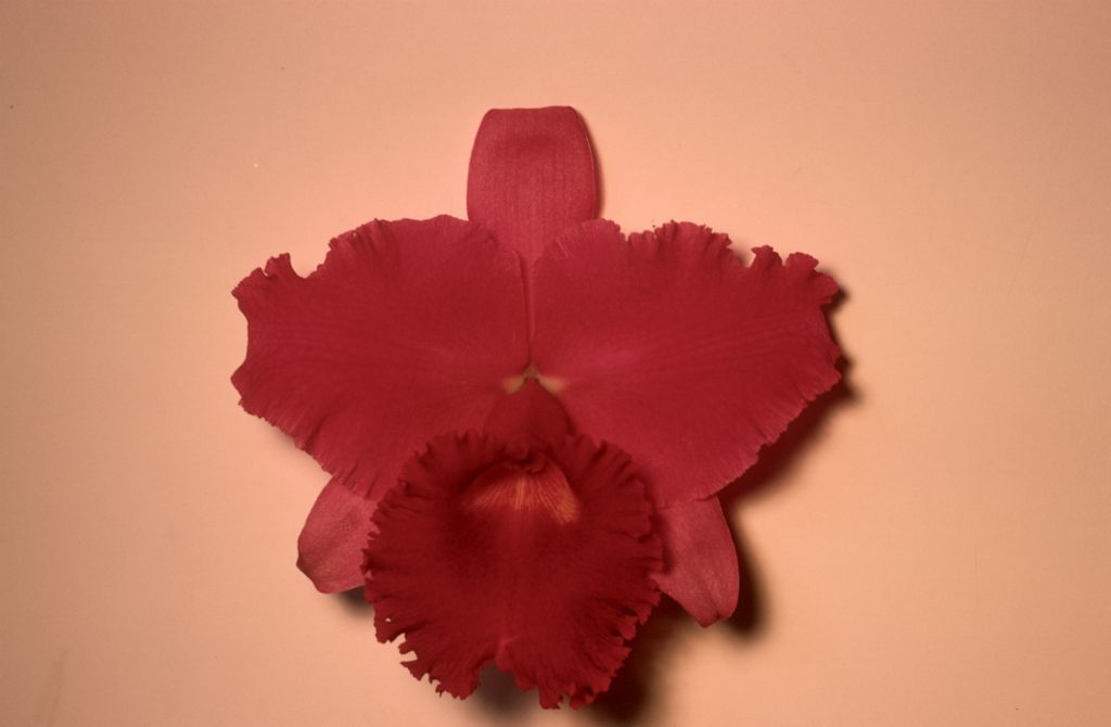 Lc. William Burns, April 1969, roll 196904embossed slide 15.  The hybrid is named by and for Dr. William T. Burns, who originated and registered it.  Dr. Burns, who specialized in deep sea medicine, was an early and very active member of South Coast Orchid Society who ran a small nursery on Palm Drive in Signal Hill, CA, later moving to Prince Rupert, BC, Canada.