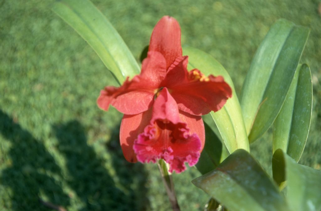 Lc. (Faith Dee Fanchaly x Cattleya Nigrella), never registered, September 1971, roll 197109H3 slide 12