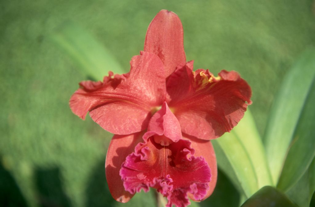Lc. (Faith Dee Fanchaly x Cattleya Nigrella), never registered, September 1971, roll 197109H3 slide 13