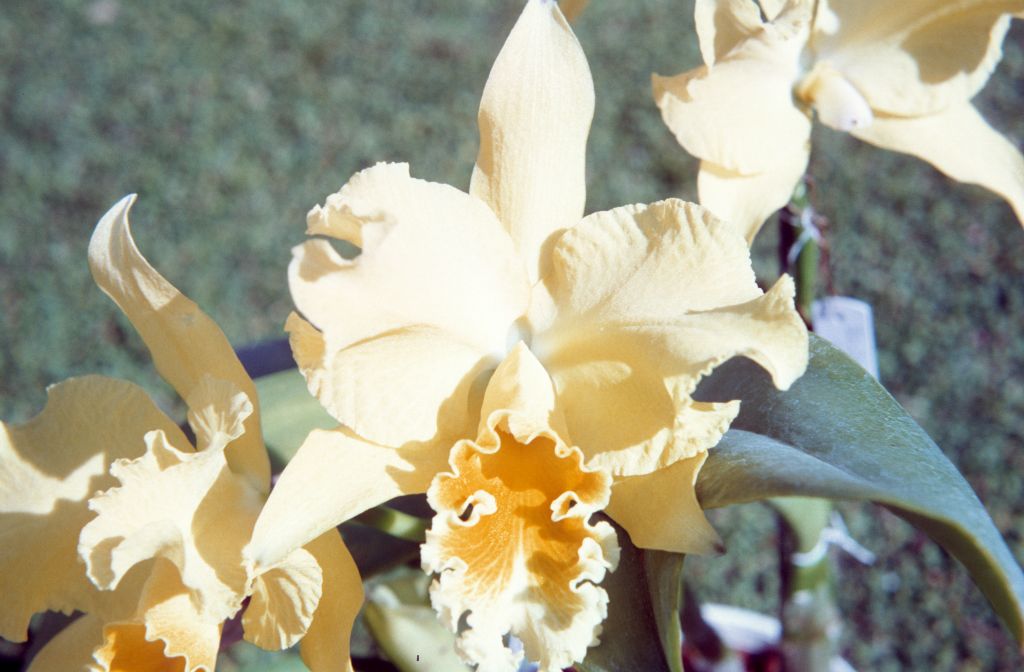 Lc. Betty Bracey 'Apricot Glow', December 1971, roll 197112H4 slide 4