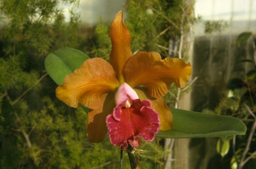 Lc. (MardiGras x Cattleya leopoldii alba #1), never registered, September 1973, roll 197309H2 slide 5
