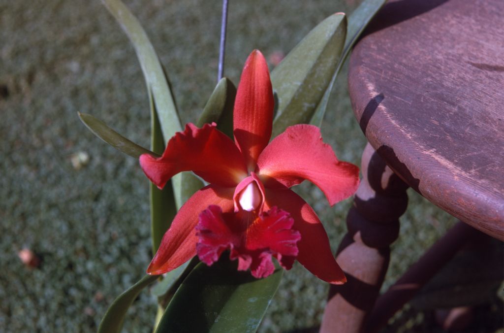Lc. Switzerland 'Red Rust', August 1974, roll 19740H4 slide 4