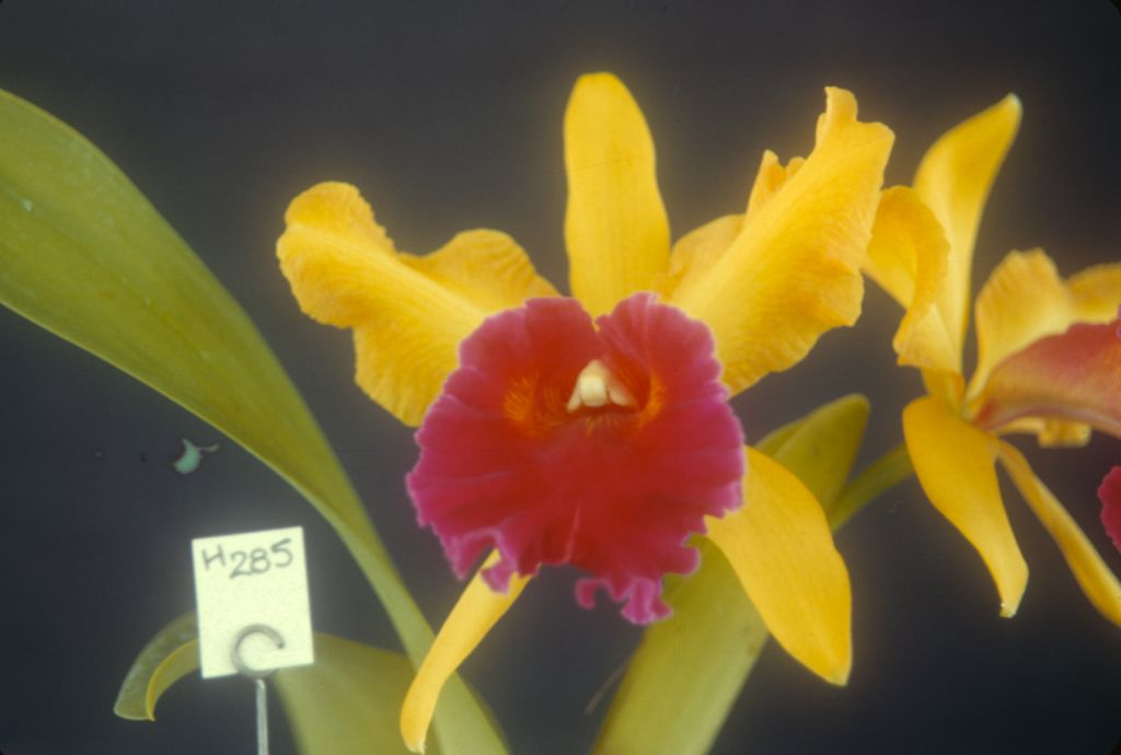 Lc. S. J. Bracey, no date on slide