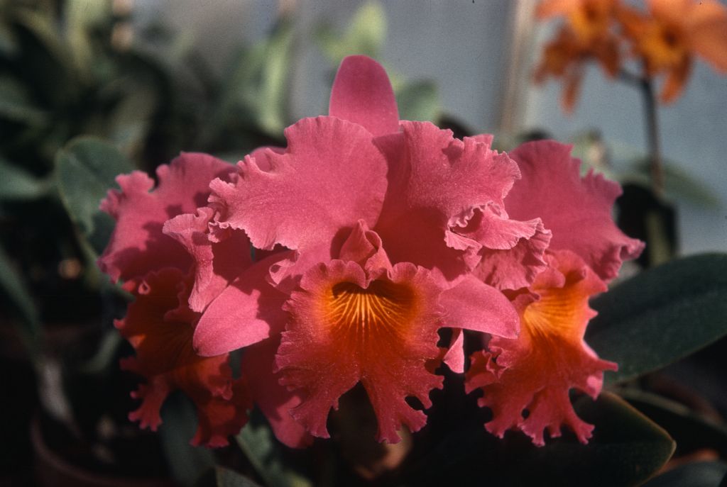 Lc. Armaprospect 'Motherlode', Program 3 slide 10, no date on slide