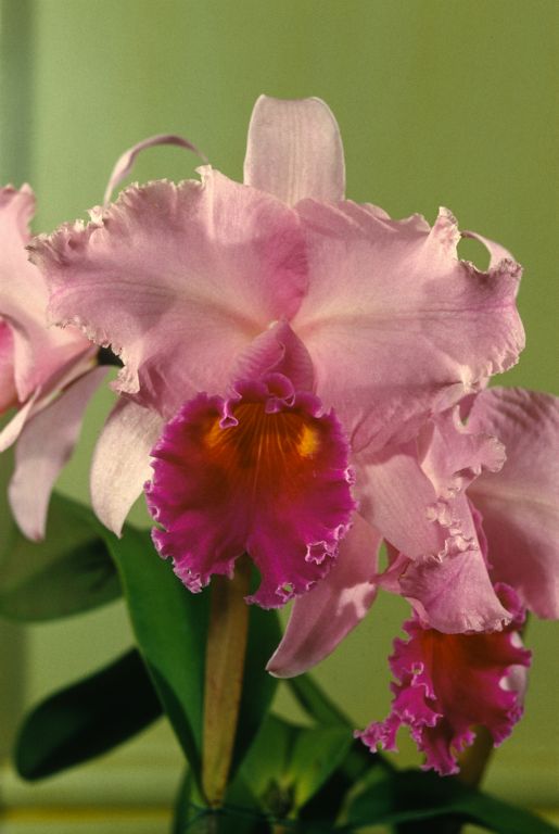 Lc. Fiopa 'Day Break', Program 3 slide 16, HCC/ODC, October 11, 1962, 9th Western Orchid Congress, Oakland, CA, exhibited by Rod McLellan Co.  Slide stamped on the back with the name of the photographer, Beauford B. Fisher, Pacific Grove, CA.