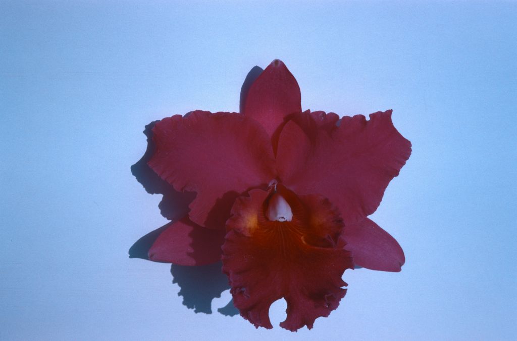 Lc. Fred Robert 'The Don', Program 3 slide 22, no date on slide