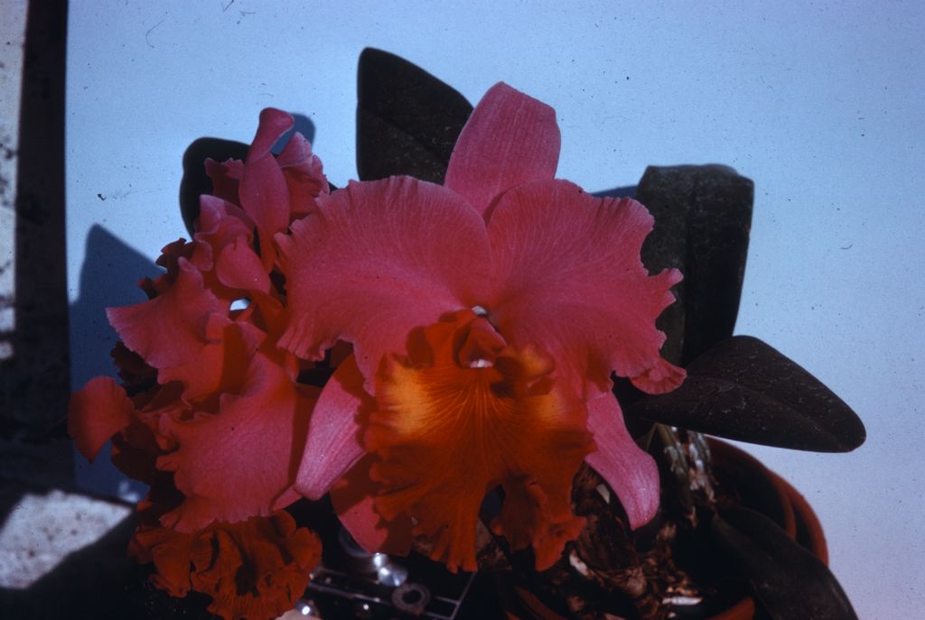Lc. Armaprospect, duplicate slide of Program 3 slide 18, made in January 1971.