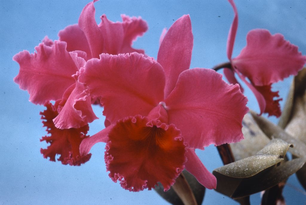 Lc. Fred Castator 'Caballero' HCC/ODC, duplicate slide of Program 3 slide 20, made in January 1971.