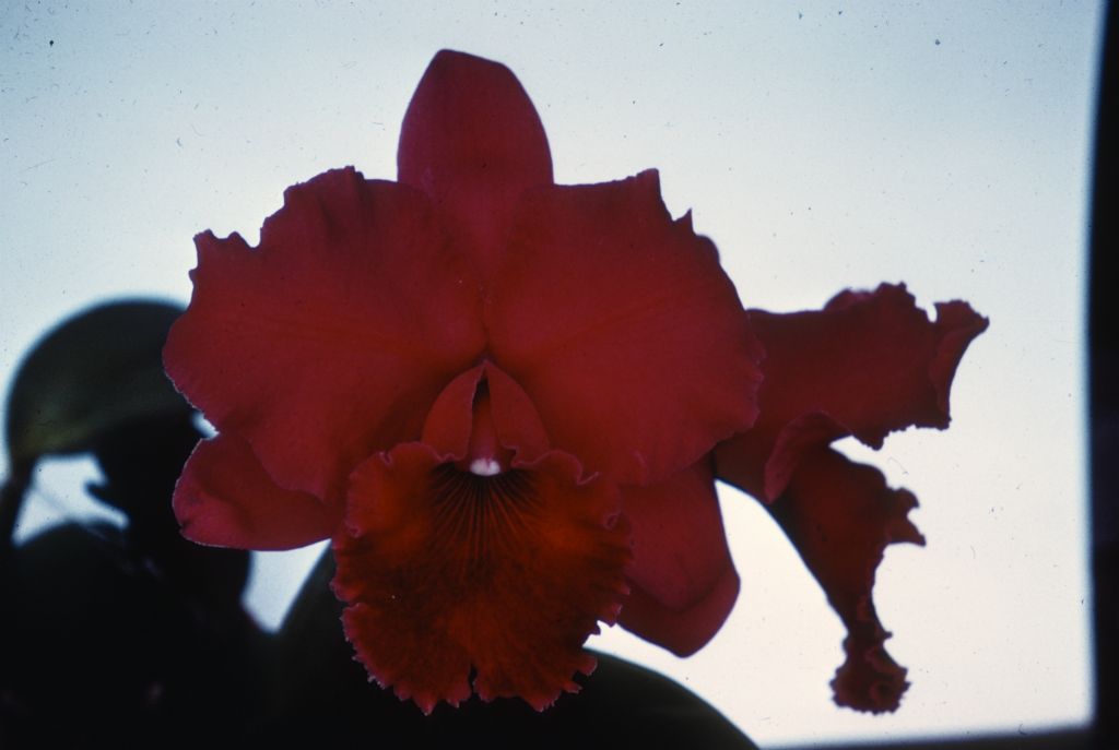 Lc. Castanabid, duplicate slide of Program 3 slide 21, made in January 1971.