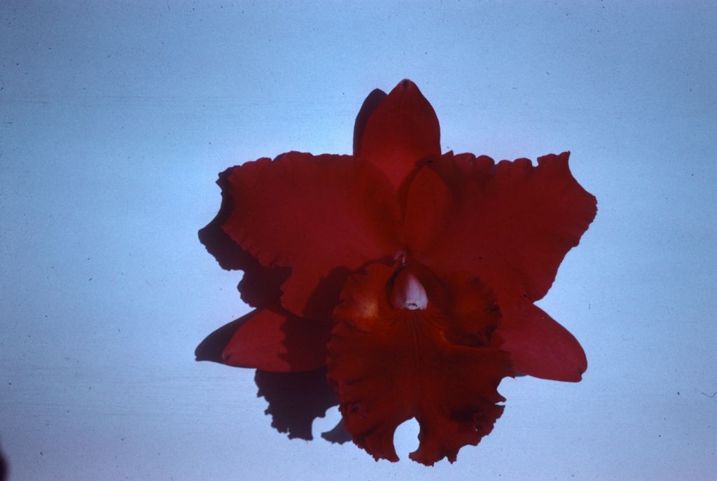 Lc. Fred Robert, duplicate slide of Program 3 slide 22, made in January 1971.