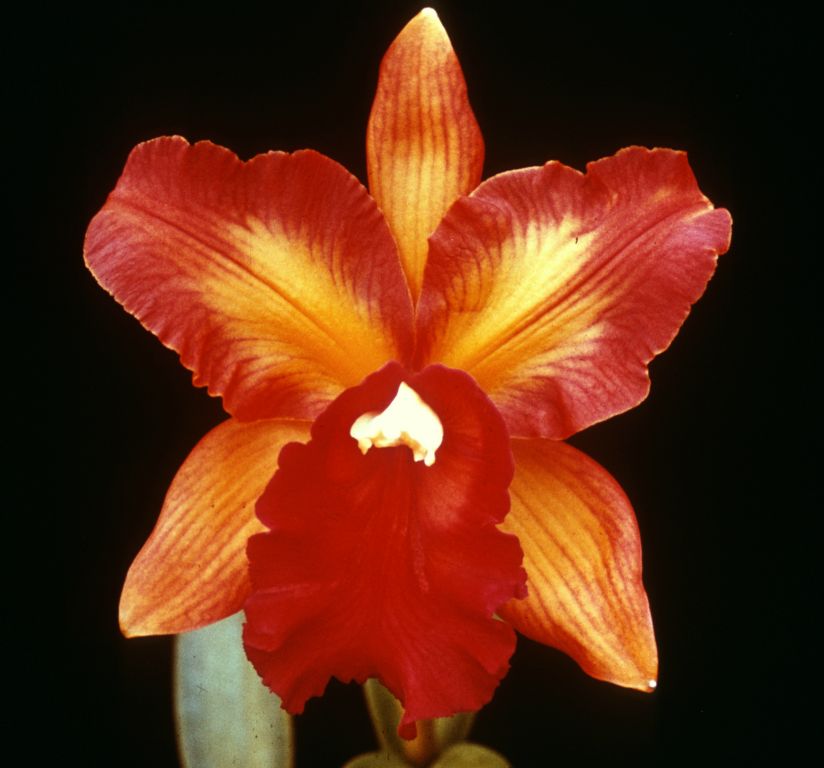 Lc. Memoria Albert Heinecke 'Beacon', Program 4 slide 25, duplicate slide made in November 1966