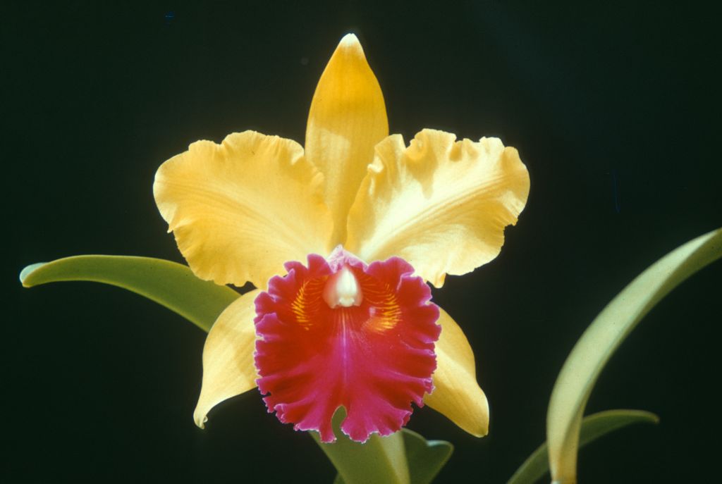 Lc. Memoria Albert Heinecke 'Gold Rush', Program 8 slide 25, duplicate slide made in November, 1966